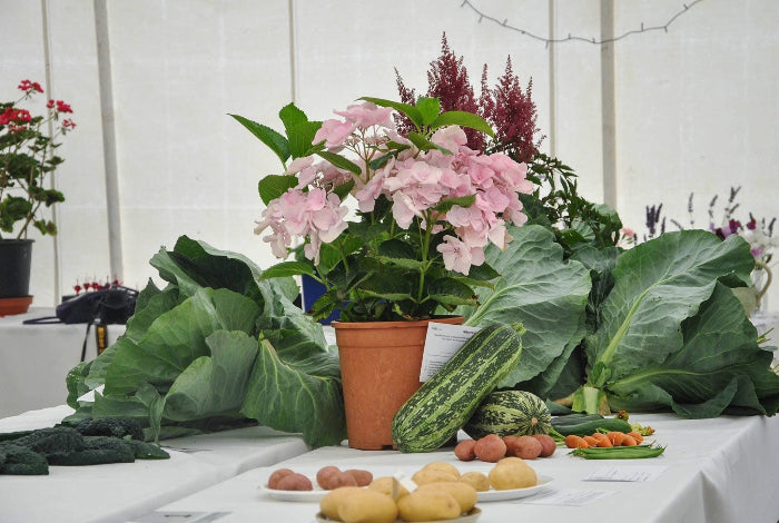 Display of homegrown vegetables and flowers at a horticultural show, featuring potatoes, carrots, courgettes, leafy greens, and a potted hydrangea on a judging table under a marquee.