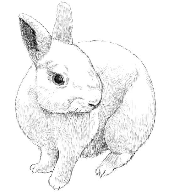 rabbit